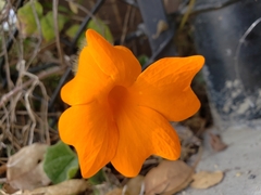 Thunbergia gregorii