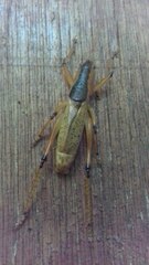 Agraecia agraecioides