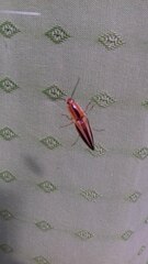 Semiotus serraticornis