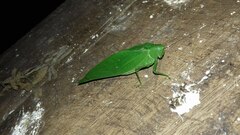 Microcentrum marginatum