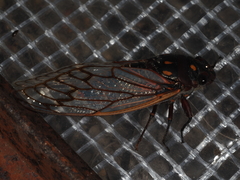 Macrotristria angularis