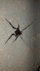 Geraeocormobius sylvarum