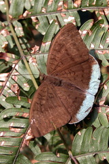 Tanaecia julii