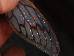 Macrotristria angularis