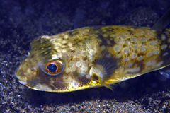 Chelonodontops patoca