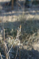 Silene italica