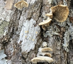 Lecanora caesiorubella