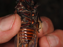 Macrotristria angularis