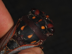 Macrotristria angularis