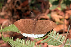 Tanaecia julii