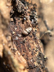 Vertigo californica