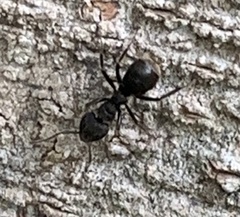 Dolichoderus bispinosus