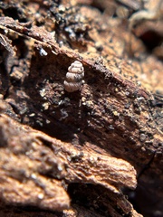 Vertigo californica