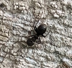 Dolichoderus bispinosus