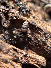 Vertigo californica