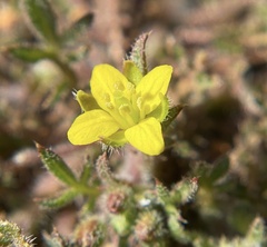 Tropidocarpum gracile