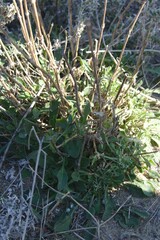 Silene italica
