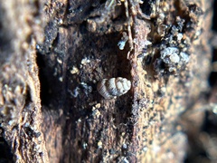 Vertigo californica