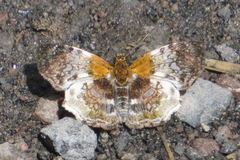 Diaeus ambata