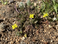 Tropidocarpum gracile