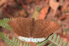 Tanaecia julii