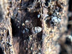 Vertigo californica