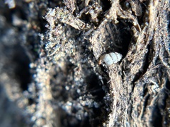 Vertigo californica