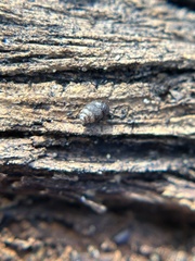Vertigo californica