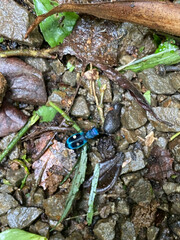 Pseudoxycheila tarsalis