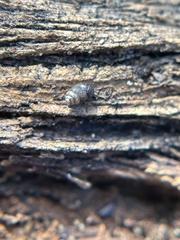 Vertigo californica