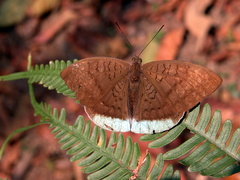 Tanaecia julii
