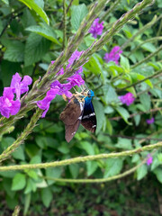 Astraptes fulgerator