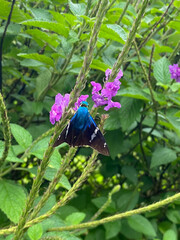 Astraptes fulgerator