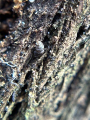 Vertigo californica