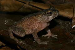 Sclerophrys gracilipes