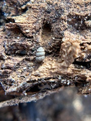 Vertigo californica