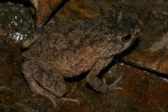 Sclerophrys gracilipes