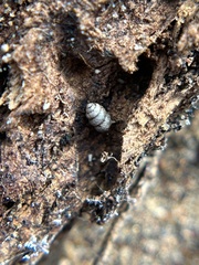 Vertigo californica
