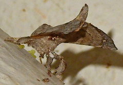 Apatelodes auduboni