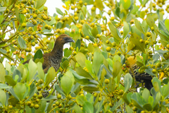 Ortalis squamata