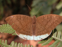 Tanaecia julii