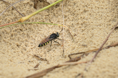 Stictia