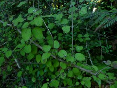 Coprosma rotundifolia