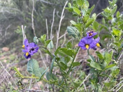 Solanum parishii