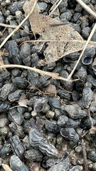 Juga plicifera