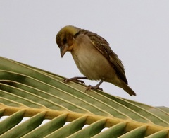 Ploceus