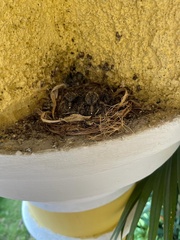 Columbina talpacoti