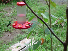 Philodice mitchellii