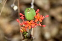 Jatropha podagrica