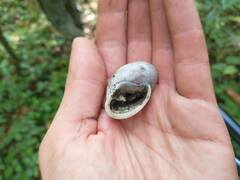 Plekocheilus aurissileni